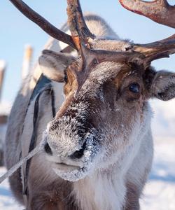 Питомник северных оленей