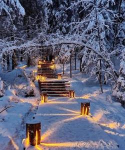 Снежный лес