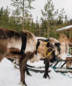 Вотчина Талвиукко