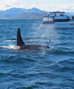 Косатка на Камчатке