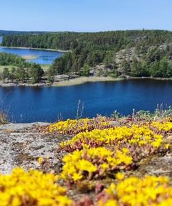 Ладожские шхеры