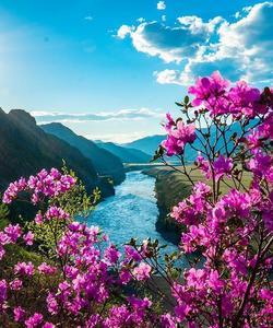 Цветение маральника на Алтае