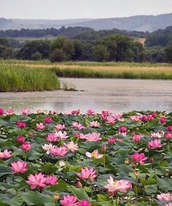 лотосовые поля Астраханской области