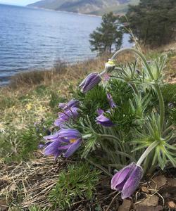 природа Байкала