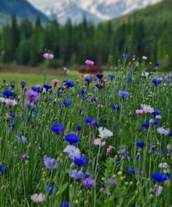 Тур на Алтай