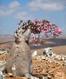 Остров Сокотра