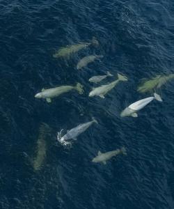 Баренцево море