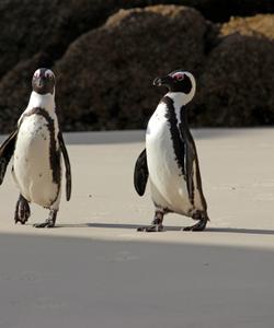 Пингвины в ЮАР