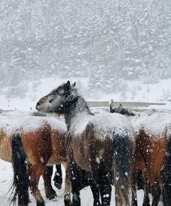 башкирские лошади