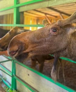 Сумароковская лосеферма