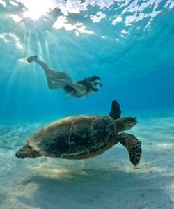 Снорклинг с черепахами