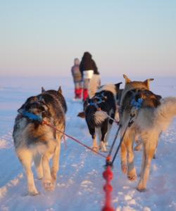 Катание на собачьих упряжках