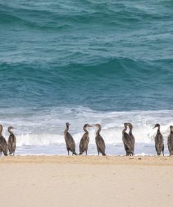 Остров Сокотра, Йемен