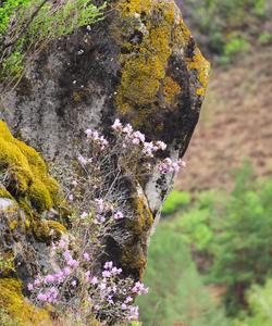 Цветение маральника на Алтае