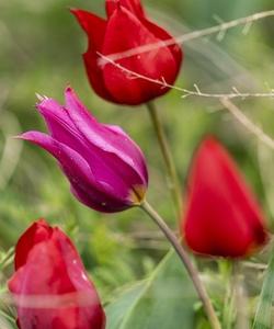 поля тюльпанов в Калмыкии