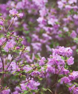 Цветение маральника на Алтае