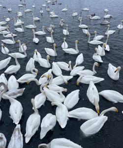 озеро Светлое