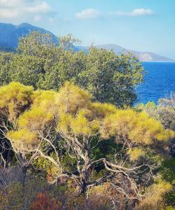 Карийская тропа