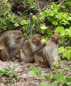 Остров обезьян Хон Лао
