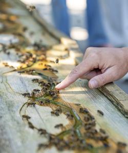 Алтайский мед