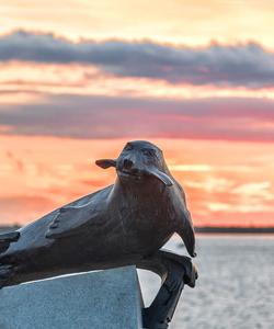 Памятник тюленю-спасителю в Архангельске