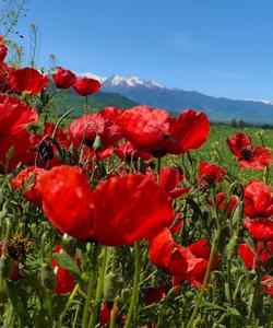 Маки в Киргизии