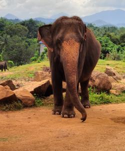 Слон на Шри-Ланке
