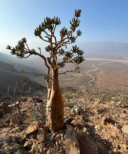 Бутылочное дерево