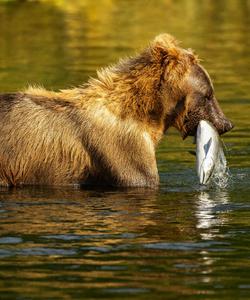Камчатский медведь