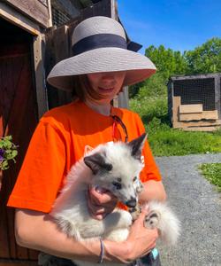 Питомник хаски