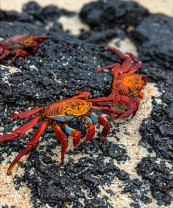 Тур по Латинской Америке