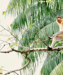 Обезьяны в Индонезии
