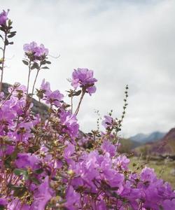 Цветение маральника на Алтае