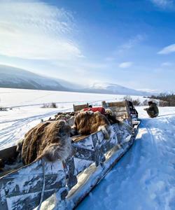 поездка в санях Кольский п-ов