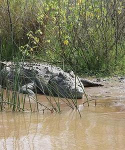 Дикая природа