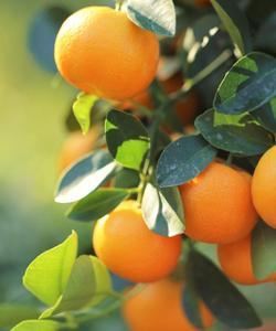 Местная природа