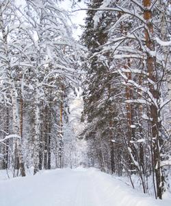 Зимний пейзаж