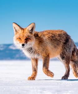 Животный мир Байкала