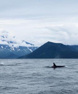 Морская прогулка на Камчатке