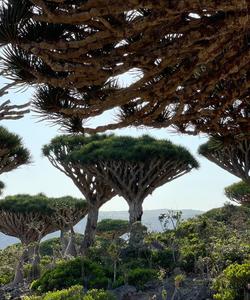 Драконовы деревья