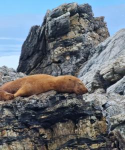 Лежбище морских львов на Дальнем Востоке