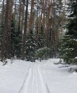 лес в Марий Эл