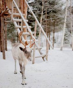 северные олени
