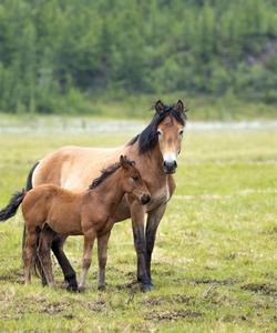 Лошади, Ямал