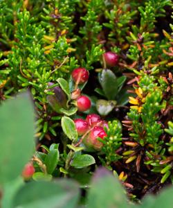 алтайские травы