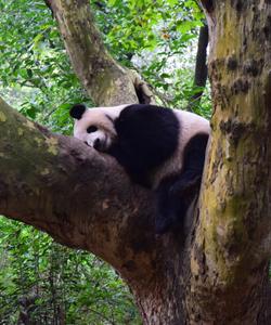 Панда в Китае