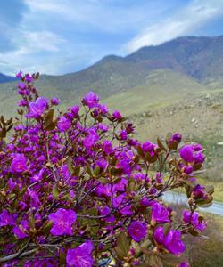 Местный пейзаж