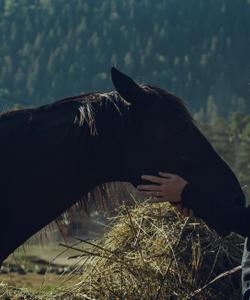 Конная экскурсия
