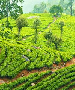Чайные плантации