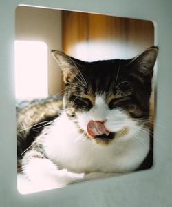 Котокафе на Литейном